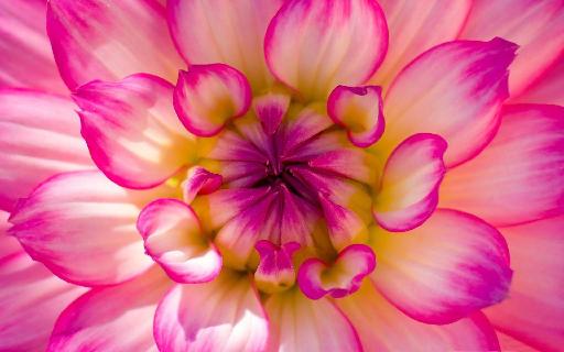 花朶